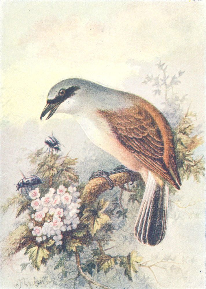 BIRDS. Red-Backed Shrike  1901 old antique vintage print picture